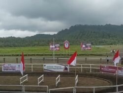 Sementara Berlangsung, Pacuan Kuda dan Roda Sapi Perebutkan Piala Bupati Minahasa Utara