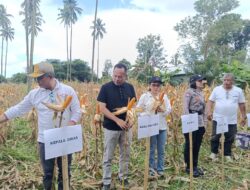 Wawali Richard Sualang Apresiasi Panen Jagung KT Sengihilang di Paniki, Dorong Penguatan Ekonomi Warga