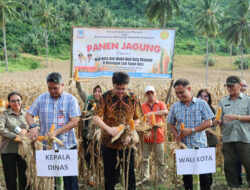 Wali Kota Andrei Angouw Hadiri Panen Jagung Bersama di Malalayang, Dorong Kedaulatan Pangan Kota Manado