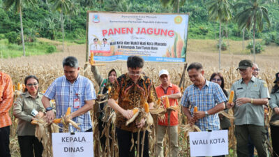 Wali Kota Andrei Angouw Hadiri Panen Jagung Bersama di Malalayang, Dorong Kedaulatan Pangan Kota Manado