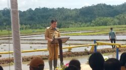 Victor Mailangkay Pimpin Gerakan Tanam Padi di Touliang, Tegaskan Komitmen Sulut Dukung Swasembada Pangan