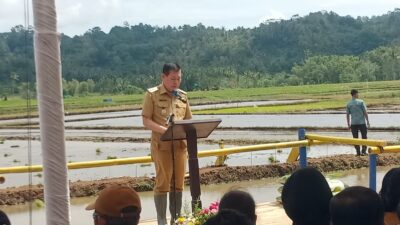 Victor Mailangkay Pimpin Gerakan Tanam Padi di Touliang, Tegaskan Komitmen Sulut Dukung Swasembada Pangan