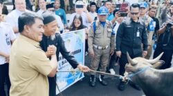 Perkuat Harmoni dan Toleransi, Gubernur YSK Salurkan 46 Ekor Sapi Kurban Iduladha 1447 H se-Sulut