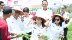Potensi Bawang Merah Langowan Menjanjikan, Wabup Vanda Sarundajang Dorong Produksi Berkelanjutan