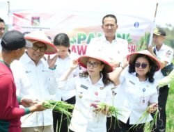 Potensi Bawang Merah Langowan Menjanjikan, Wabup Vanda Sarundajang Dorong Produksi Berkelanjutan